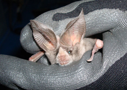 Our featured bat for the day is the California leaf-nosed bat. #batweek htt#Savethebats http://1.usa.gov/1LswxTy