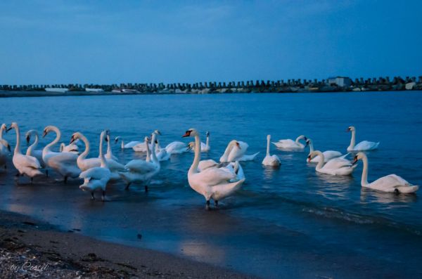 Swans in the Black Sea at Mangalia, Romania by Night. Lebede în Marea Neagră la Mangalia, noaptea.