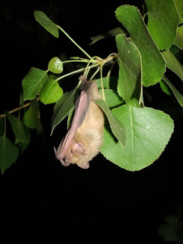 Our featured bat for the day is the Western Yellow Bat! #batweek htt#Savethebats http://1.usa.gov/1QdE8Kb