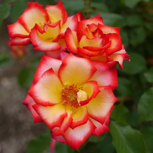 Rose, Betty Boop, バラ, ベティ ブープ,