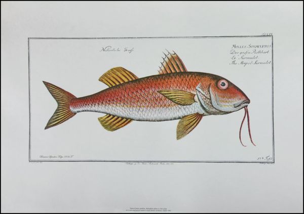 2130 T Brusina Spiridon Trilja. The Surmullet, or the striped red mullet (Mullus surmuletus), is a species of goatfish found in the Mediterranean Sea, east North Atlantic Ocean, and the Black Sea. IMG_6229