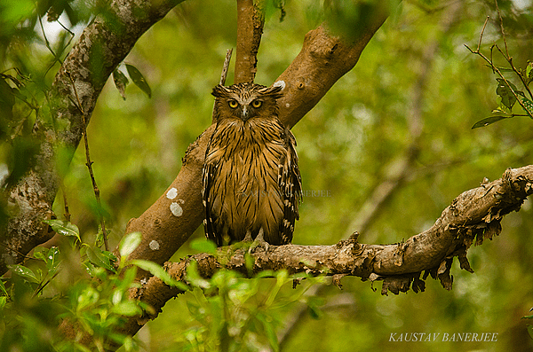 Buffy Fish Owl