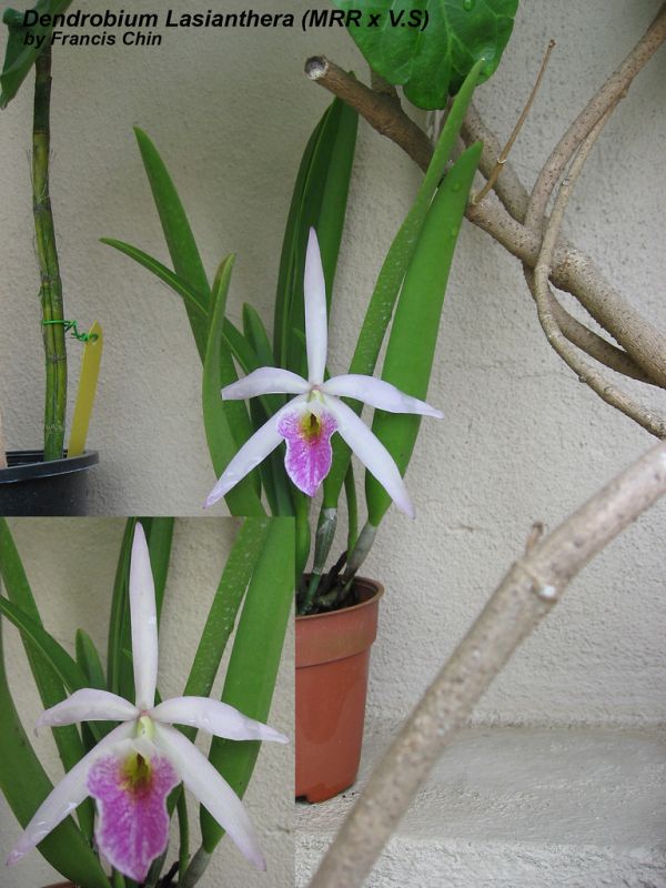 Dendrobium Lasianthera (MRR x V.S)