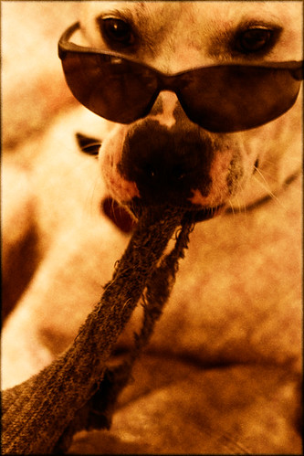 Bad Dog - Iron Photographer 120 - Utata