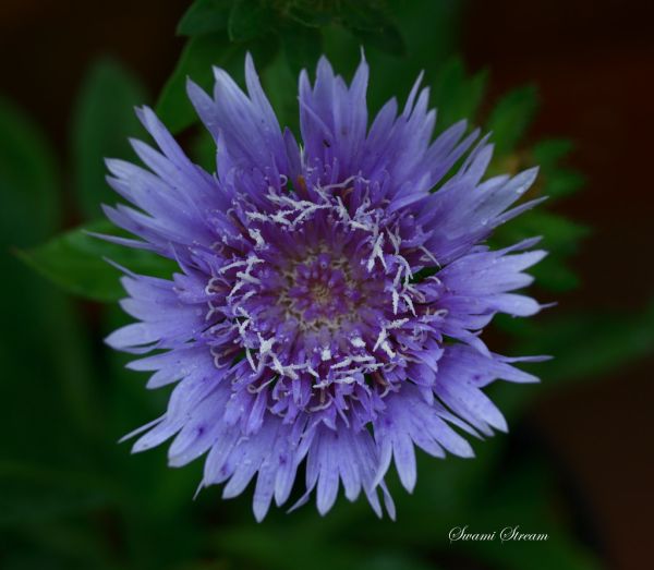 Stokesia macro in my balcony