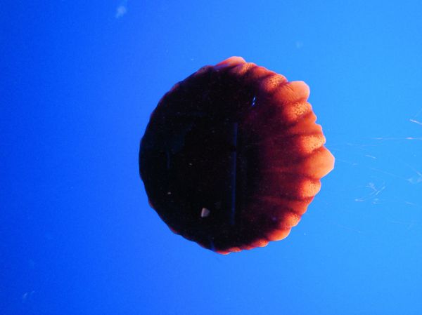 DSC26395, Black Sea Nettle ('Chrysaora Achlyos'), Monterey Bay Aquarium, Monterey, California, USA
