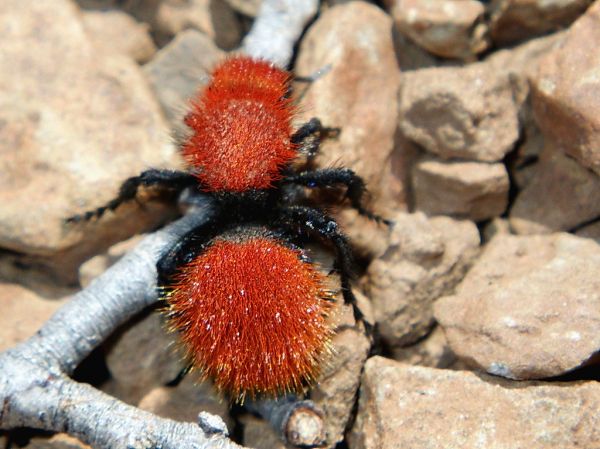 Red velvet ant on Sycamore Canyon Rim Trail - Kaibab National Forest