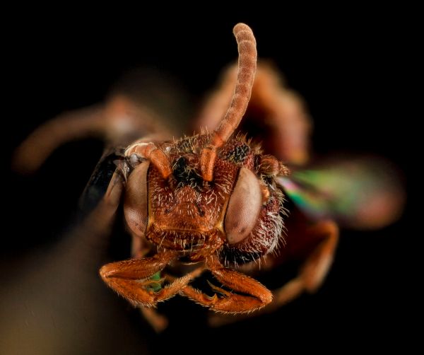Nomada parva, Female, Face, Maryland, Wicomico County_2013-11-15-18.19.32 ZS PMax