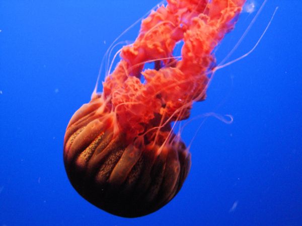 DSC26399, Black Sea Nettle ('Chrysaora Achlyos'), Monterey Bay Aquarium, Monterey, California, USA