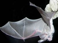 Our featured bat for the day is the California leaf-nosed bat. #batweek htt#Savethebats http://1.usa.gov/1LswxTy