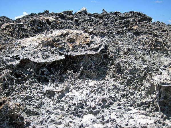 Vegemorphs (rhizocretions) below calcrete paleosol (Green Cay, offshore San Salvador Island, Bahamas) 4