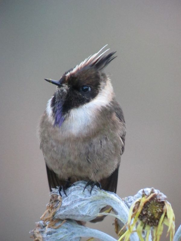 Oxypogon stubelii / Barbudito paramuno / Buffy Helmetcrest (male)