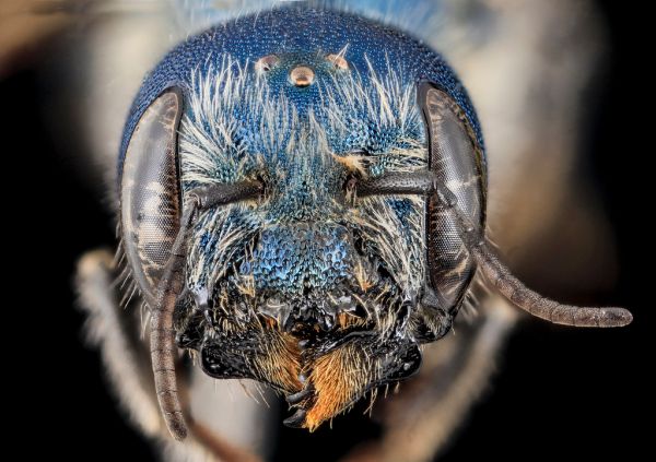 Osmia texana, Female, face, Carroll County, MD_2013-11-04-11.14.59 ZS PMax