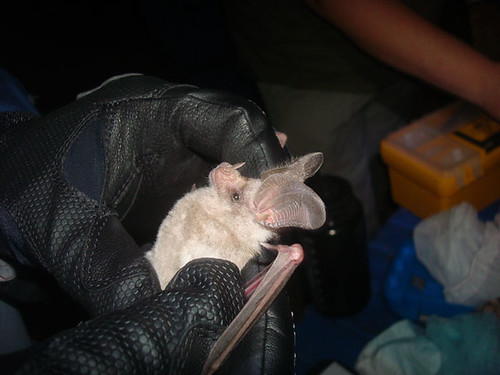 Our featured bat for the day is the California leaf-nosed bat. #batweek htt#Savethebats http://1.usa.gov/1LswxTy