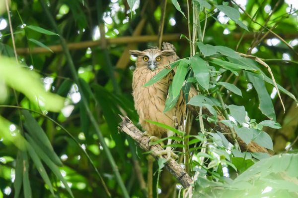 Ketupa ketupu, Buffy fish owl - Kaeng Krachan National Park