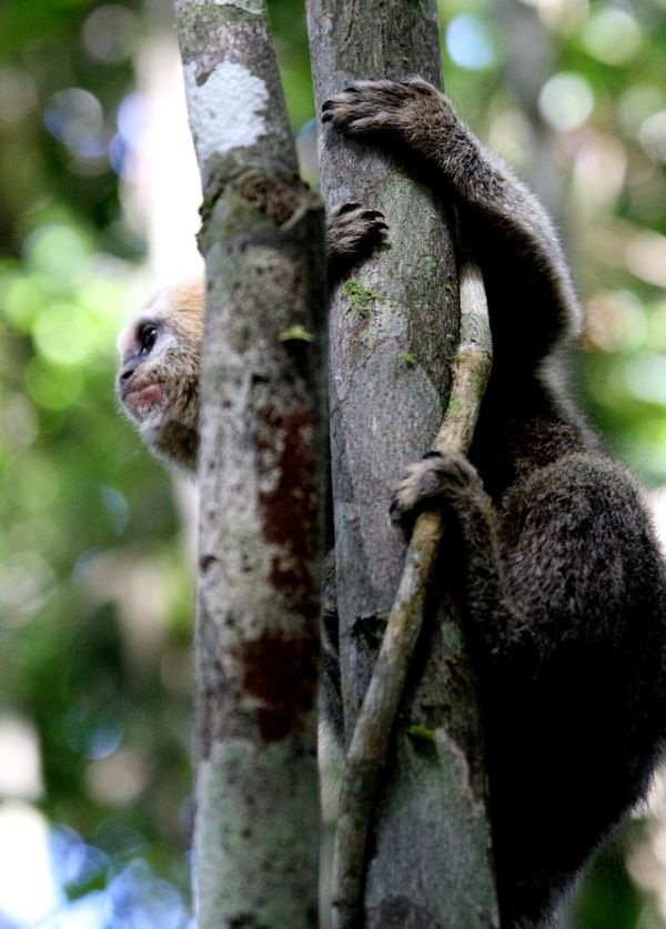 Buffy-headed marmoset