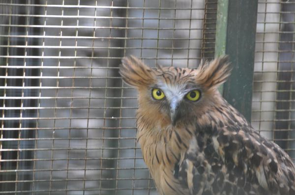 Buffy Fish Owl