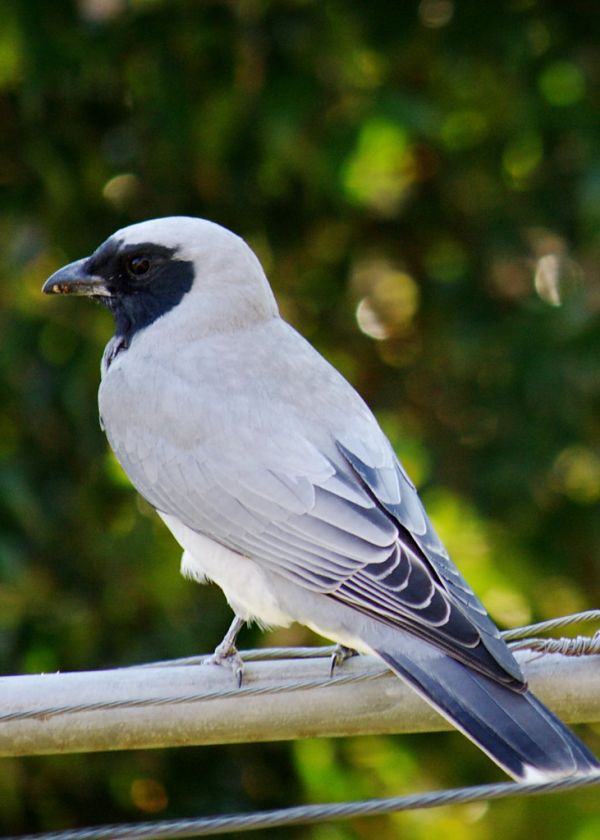 2010-08-19 15-10-21 - IMG_0359 Black-faced Cuckoo-shrike