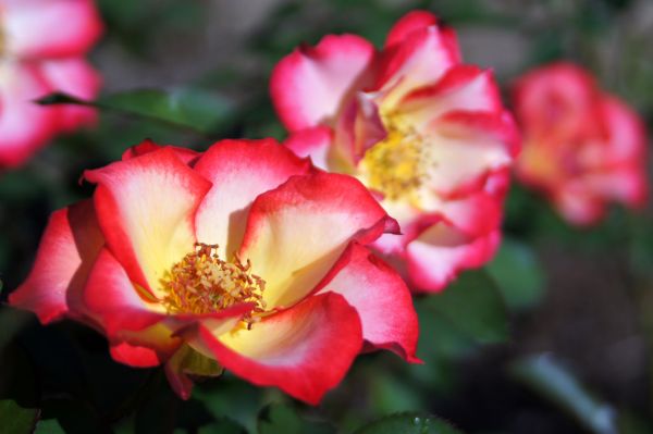 Rose, Betty Boop, バラ, ベティ ブープ,