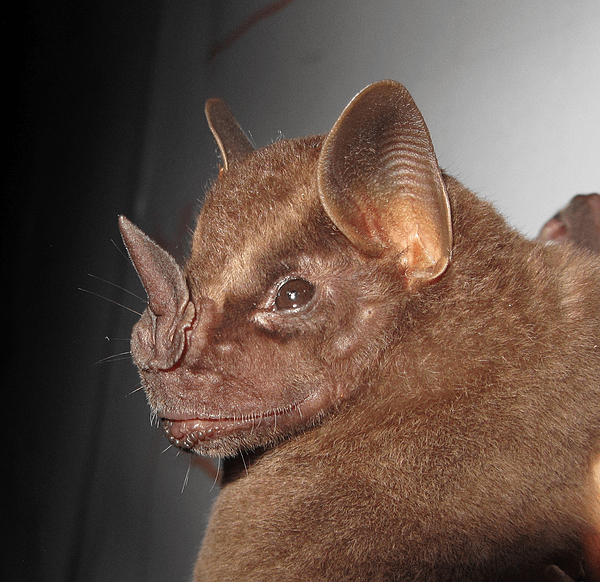 Buffy Broad-nosed Bat from Peruvian Amazoni