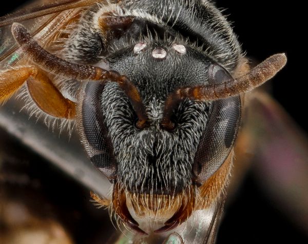 Lasioglossum birkmanni, Female, Face, Nacogdoches County, Texas_2012-10-23-08.58.23 ZS PMax