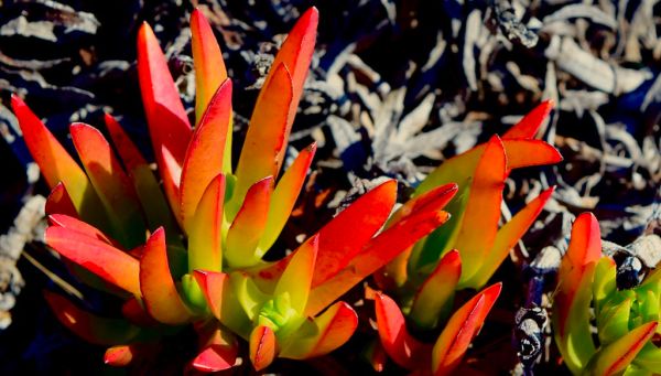 Lipstick on Green French Fries