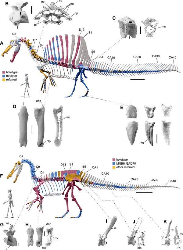 Digital skeletal reconstructions of Spinosaurus and Suchomimus