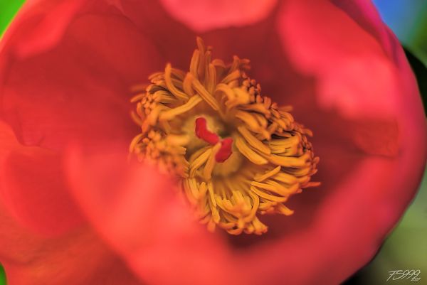 Big Mac with French Fries