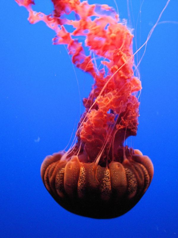 DSC26401, Black Sea Nettle ('Chrysaora Achlyos'), Monterey Bay Aquarium, Monterey, California, USA