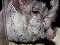Our featured bat for the day is the California leaf-nosed bat. #batweek htt#Savethebats http://1.usa.gov/1LswxTy