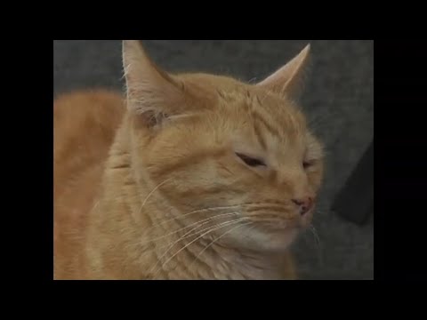 Panasonic AG-HVX200P DVCPRO HD MiniDV 3CCD Camcorder (MiniDV Test Footage)