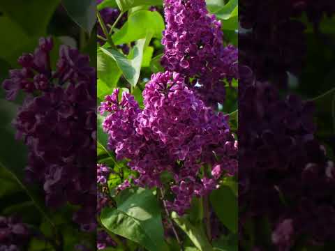 Sweet Rich Purple💜Lilac Flowers Nature 4K #explore #travel #landscape #nature #colors #art #europe