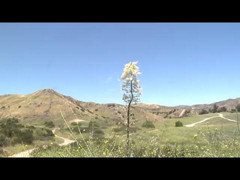 Panasonic AG-HVX200P DVCPRO HD MiniDV 3CCD Camcorder (P2 Test Footage)