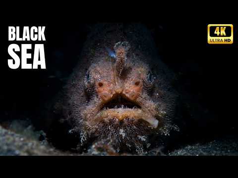 THE BLACK SEA: Europe’s Dead Zone and Its Hidden Secrets – Documentary