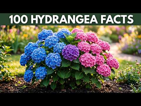 100 FACTS About HYDRANGEAS That Will Surprise You 🌸🍀 Discover them!