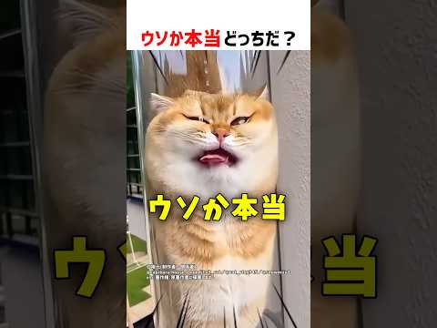 【何問正解できる？】ウソか本当どっちだ！？ part99 #ショート #クイズ #shorts #猫 #かわいい #cat #cute