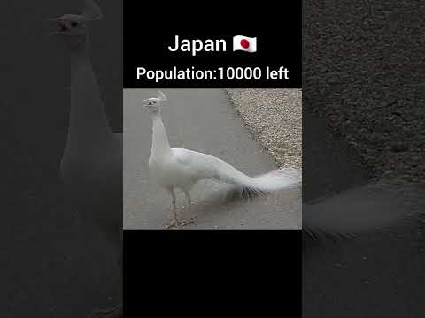 Peacock population of each country #viralvideo #youtubeshorts
