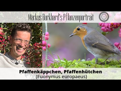 Die  WICHTIGSTE  VOGELPFLANZE, Heckenpflanze, Pfaffenkäppchen, Euonymus, schönste Herbstfarbe