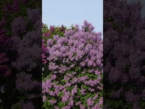 Awesome Purple💜Colors of Lilac in City 4K #explore #landscape #art #colors #europe #nature #famous